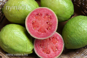Guava 3 db mag  érdekes finom termése (talán) a körtéhez hasonlítható ízben a legjobban