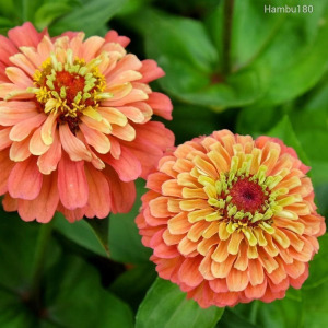 Színes Legényvirág magok 30db hosszan virágzó