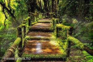 Ingyen posta, kész kép feszítőkeretben, természet, lépcső, erdő, zöld 60x90
