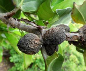 KONGÓI FÜGEBOKOR - Ficus wildemaniana - magok  (50+) - ÍZLETES RITKASÁG! - Gx 111