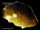 TEKTIT Indokinit, meteorit gyűjteményből RITKA gyűjteményes Kép