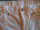 Esmara 40-es fehér vászon női halásznadrág (meghosszabbítva: 3272977289) - Vatera.hu Kép