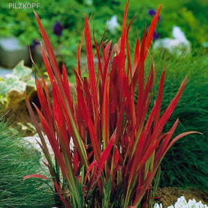 Japán vérfű-Alangfű (Imperata cylindrica )Red Baron magok!10db mag /télálló/