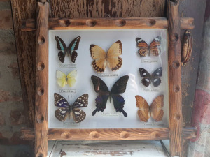 Pillangó lepke gyűjtemény