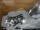Teutonia COSMO V3 babakocsi új világos szürke,esővédővel textilmózessel  új h Kép