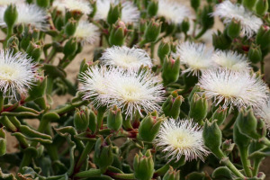 Ropogós KRISTÁLYVIRÁG - Mesembryanthemum guerichianum magok (10+) - RITKASÁG! - virágmagok - L 225