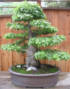 Bonsai fa - rak, akcik, vsrls olcsn - Vatera.hu