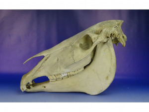 0F896 Preparált állatorvosi tanulmány ló koponya