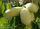 PAPAU (Asimina triloba) 5 db mag > saját fáinkról, tökéletesen télálló, a mi fáink is magoncok Kép