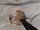 Angol Viktoriánus kori tiszti kard dupla vércsatornás pallos fellelet áll. királyi címmerrel  1ft?? Kép