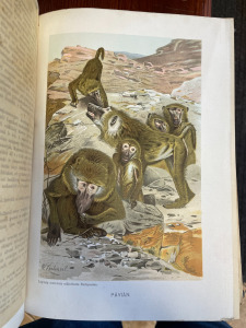 1901 Brehm: Az állatok világa 1-10 kötet TELJES szép, korabeli díszkötésben, gazdag képanyaggal *311 Kép