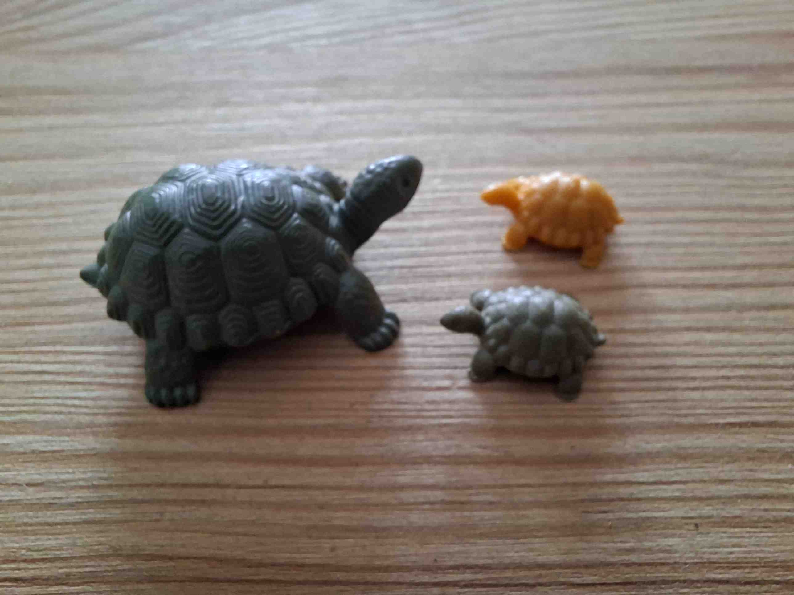 die schildkrötenfamilie  TIE