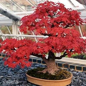 Bonsai fa - rak, akcik, vsrls olcsn - Vatera.hu