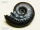 FOSSZÍLIA Ammonitesz 190 millió éves (Hildoceras semipolitum) Kép