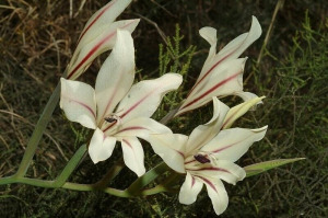 Fokföldi KARDVIRÁG - Gladiolus floribundus magok (10+) - ELBŰVÖLŐ RITKASÁG - virágmagok - Z 132