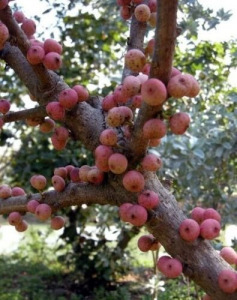 INDIAI FÜGGŐFÜGE - Ficus semicordata - magok (50+) - RITKASÁG! - Gx 079