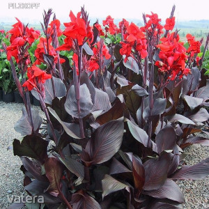 Évelő Tűzpiros-Fekete levelű Kanna virág /red tropicanna black /!10db mag!