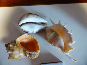Három tengeri csiga együtt / akvárium dísz