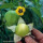 Zöld tomatillo 3 db mag Kiváló saláta készíthető belőle (meghosszabbítva: 3272190524) - Vatera.hu Kép