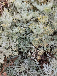 KANÁRI ÜRÖM - Artemisia thuscula - (25+) magok - ÉRDEKESSÉG! - F 212