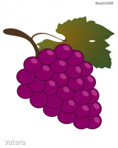 Matrica ovisjel szőlő (1,5x1,5cm)